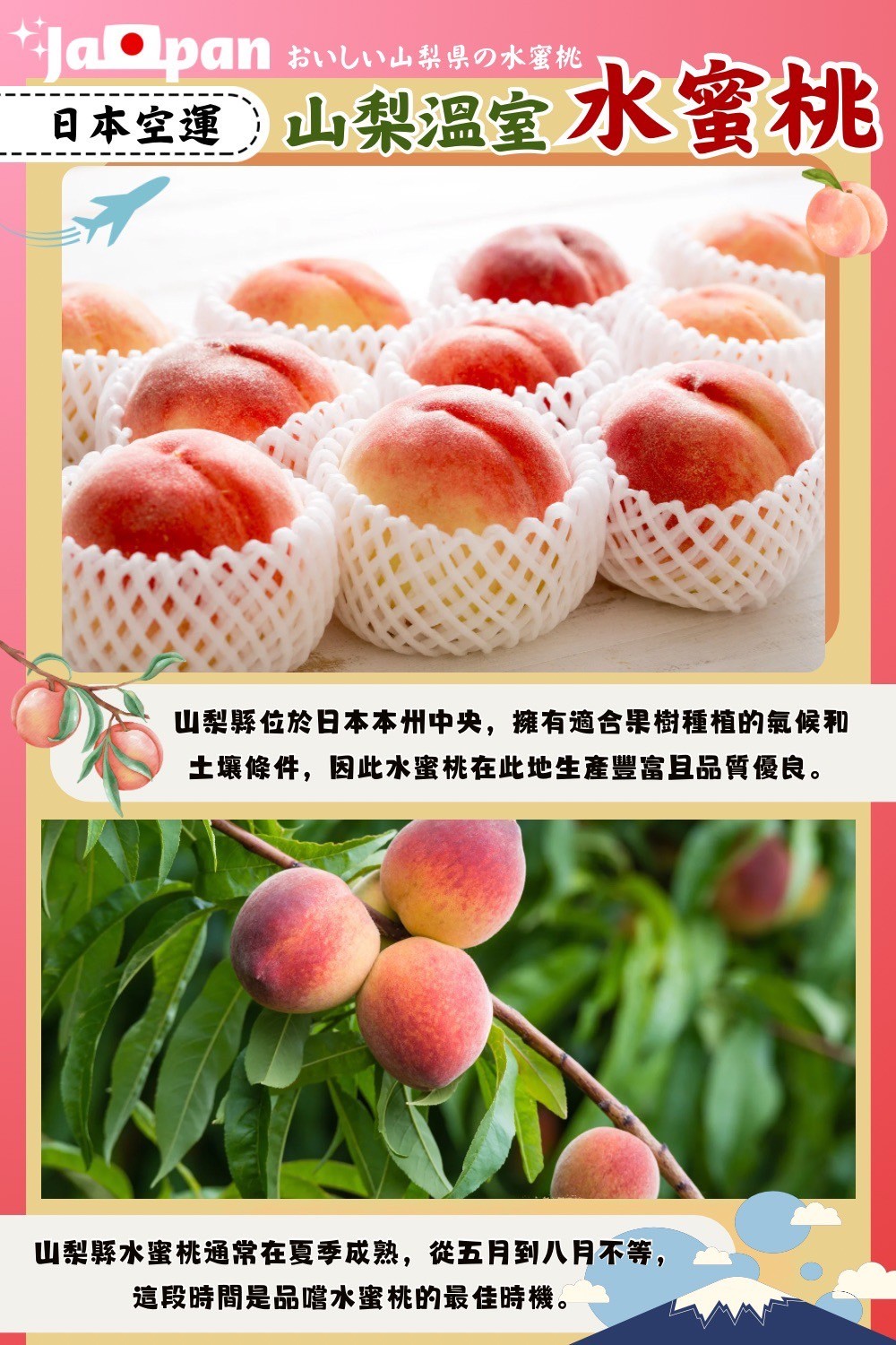 【阿成水果】日本空運山梨溫室水蜜桃(6粒/1kg/盒) 蜜桃 桃子 日本水蜜桃