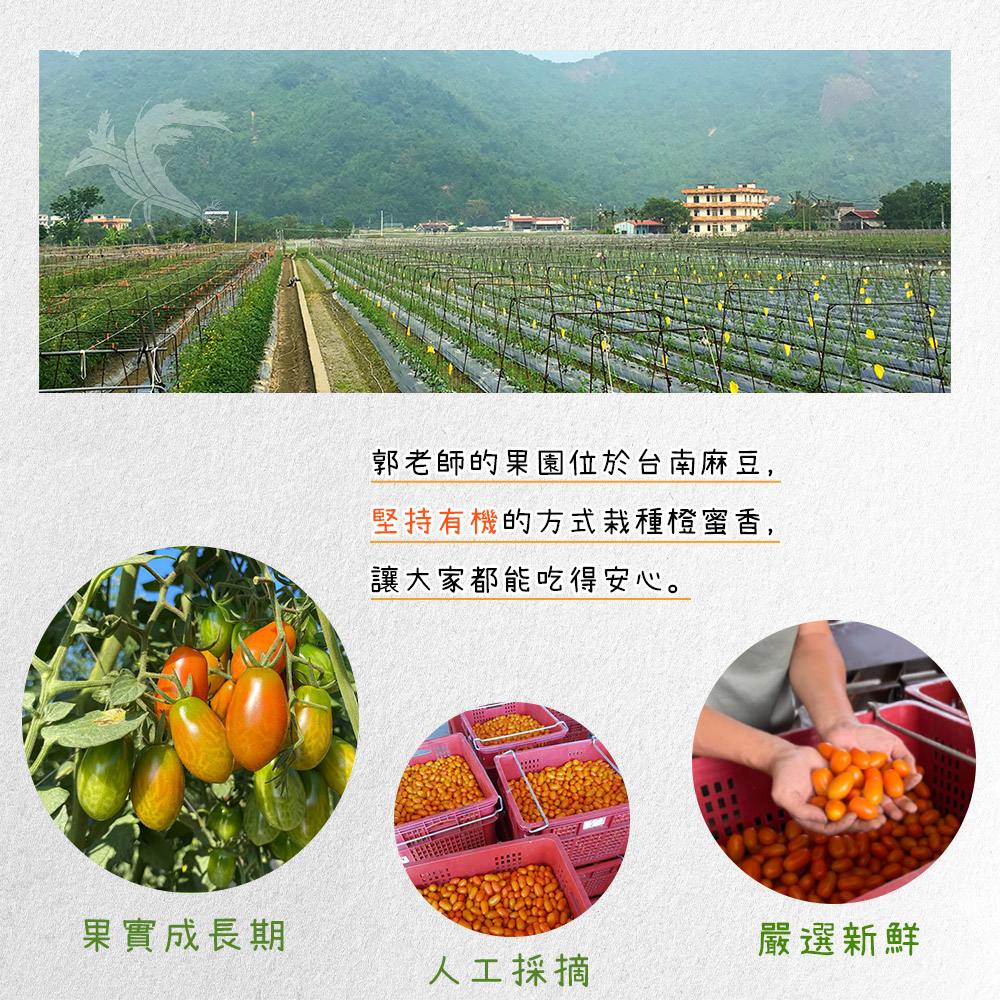 【禾鴻】郭老師農場有機認證橙蜜香小番茄禮盒 4斤/盒