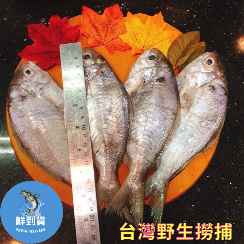 【鮮到貨】基隆港野生撈捕肉魚500g 4尾/包