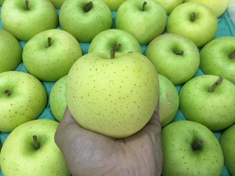 【水果達人】日本水蜜桃TOKI蘋果 XL 250g/顆