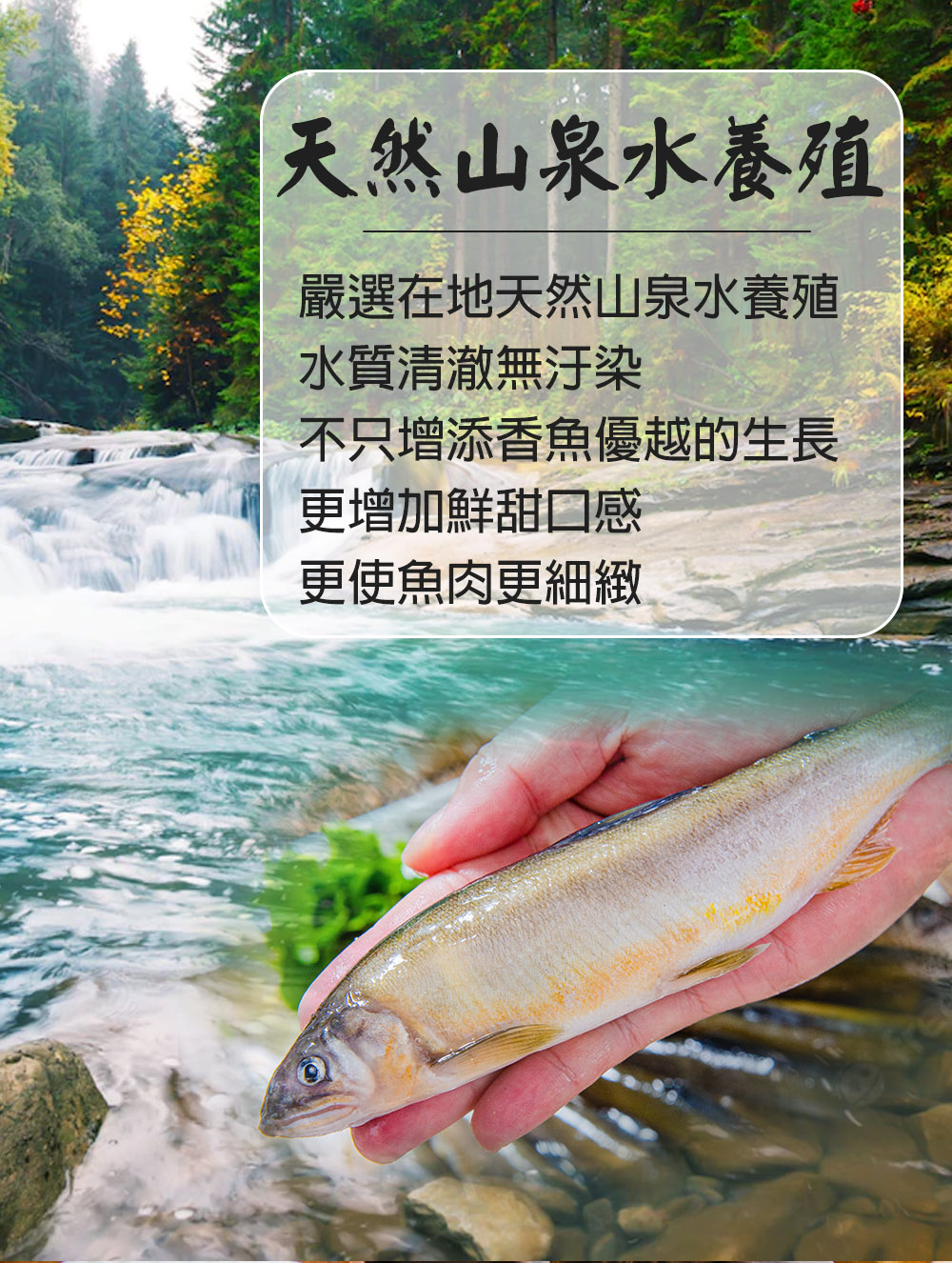 【鮮綠生活】宜蘭公香魚 12尾/盒(920g±5%)